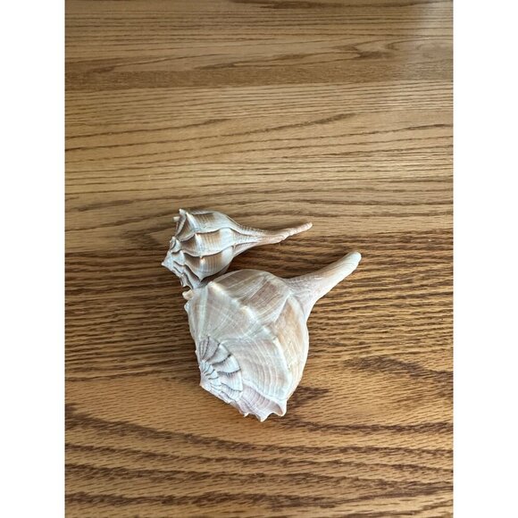 Pair Of Natural Ridged Seashells Sinistrofulgur perversum the lightning whelk - Picture 10 of 14